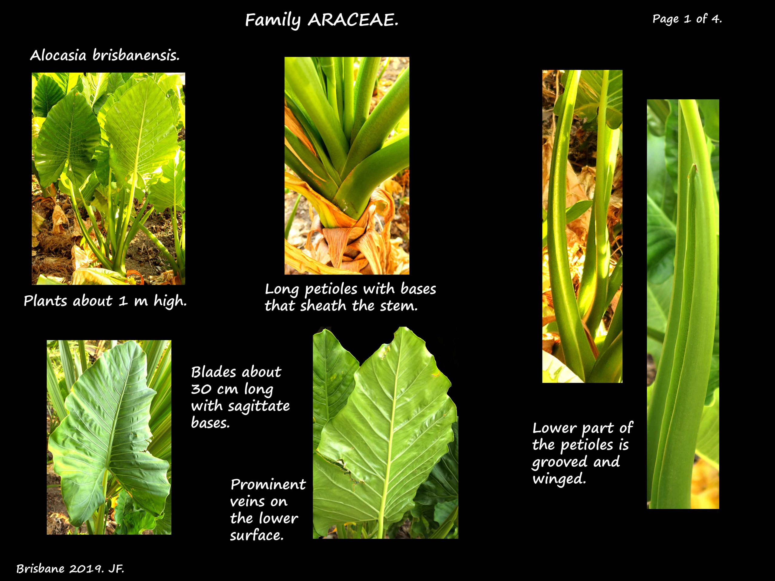 1 Alocasia brisbaniensis leaves